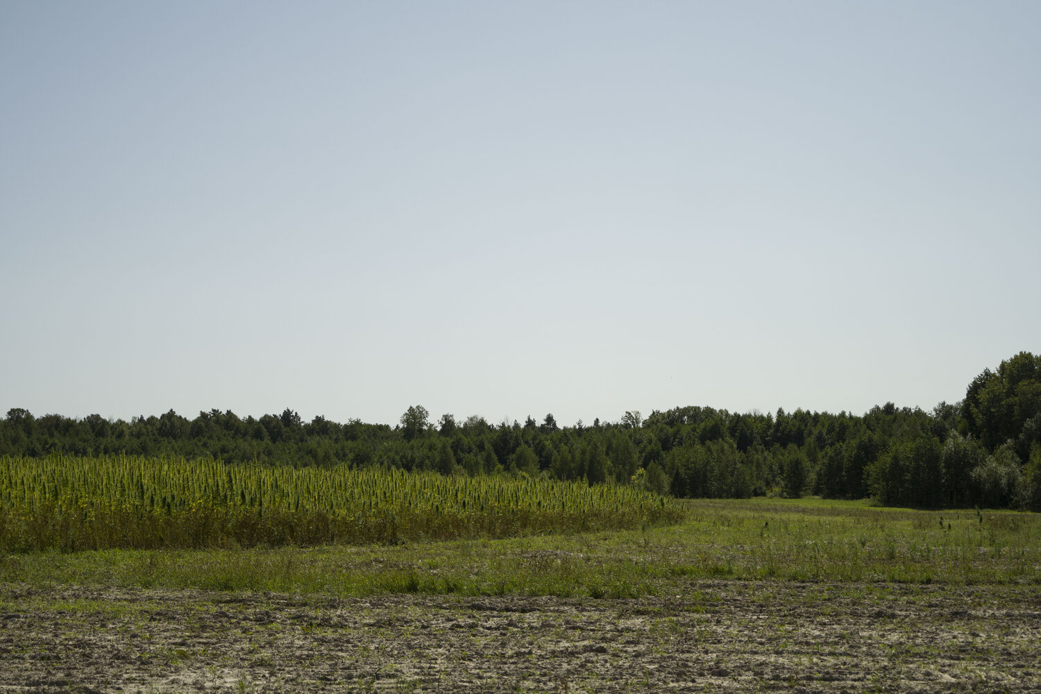 paysage 2 Bogdan Lambert