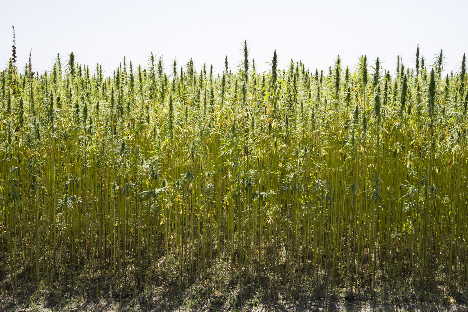 plants Bogdan Lambert