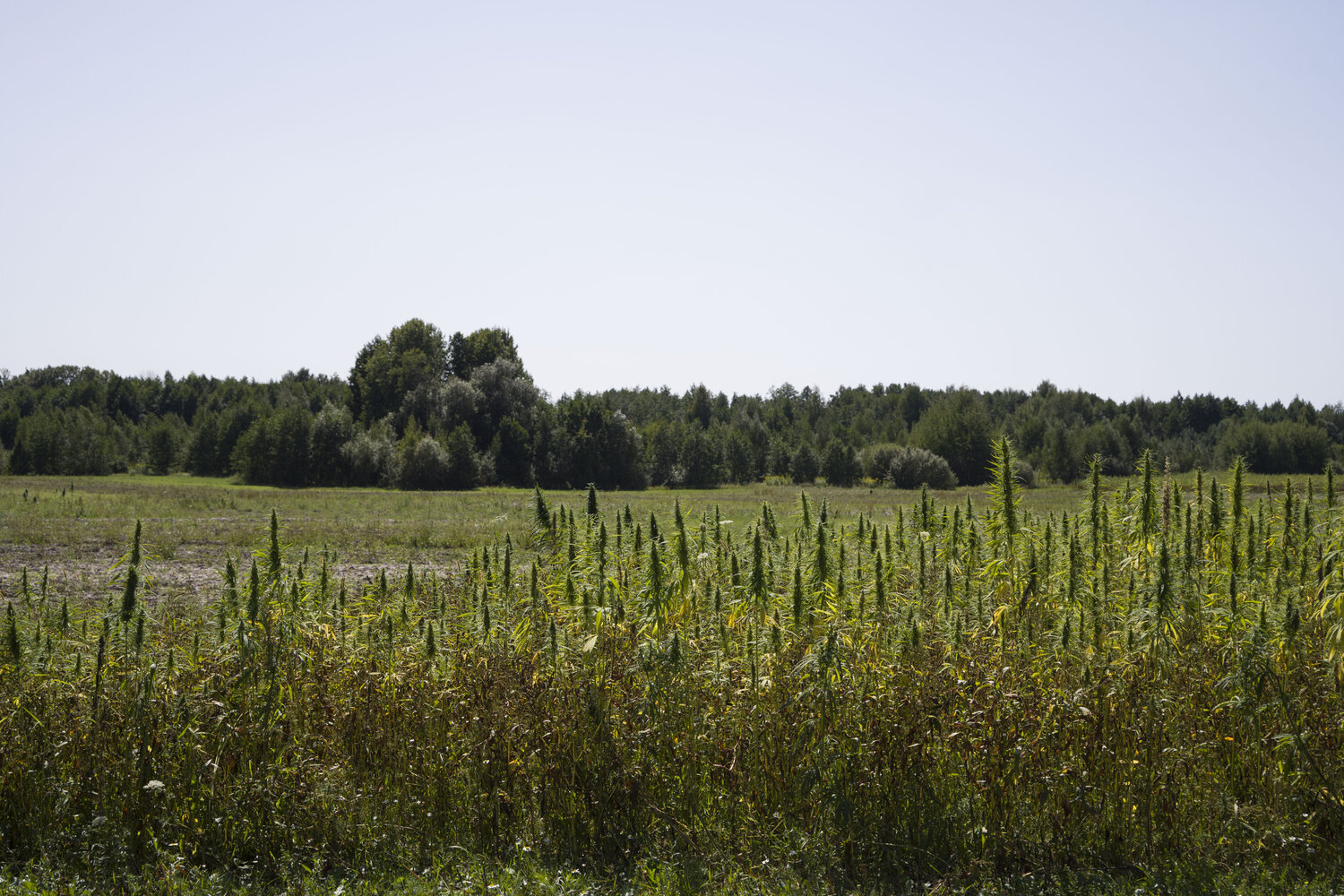 paysage Bogdan Lambert