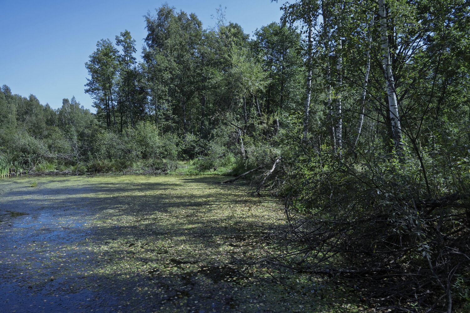 swamp in the wood 2 Bogdan Lambert