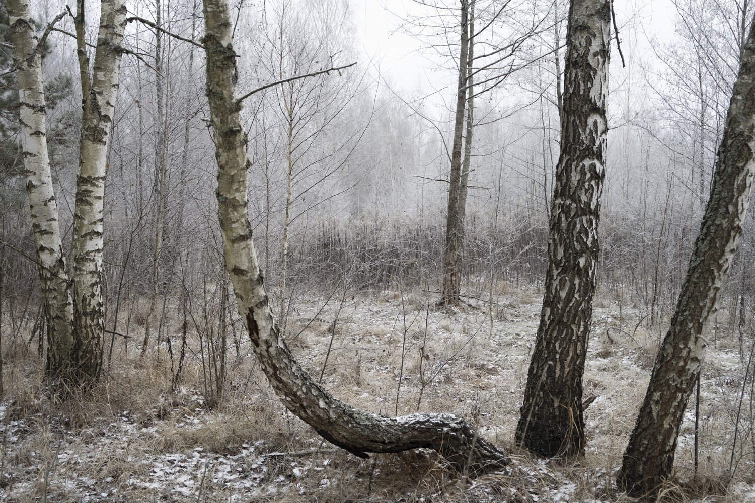 les arbres Bogdan Lambert