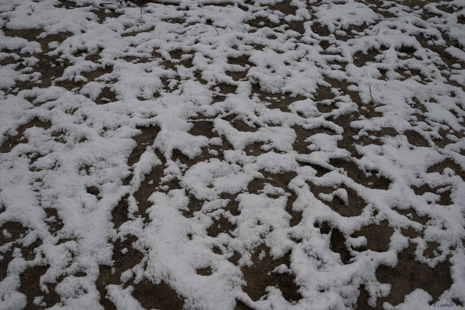 snow Bogdan Lambert