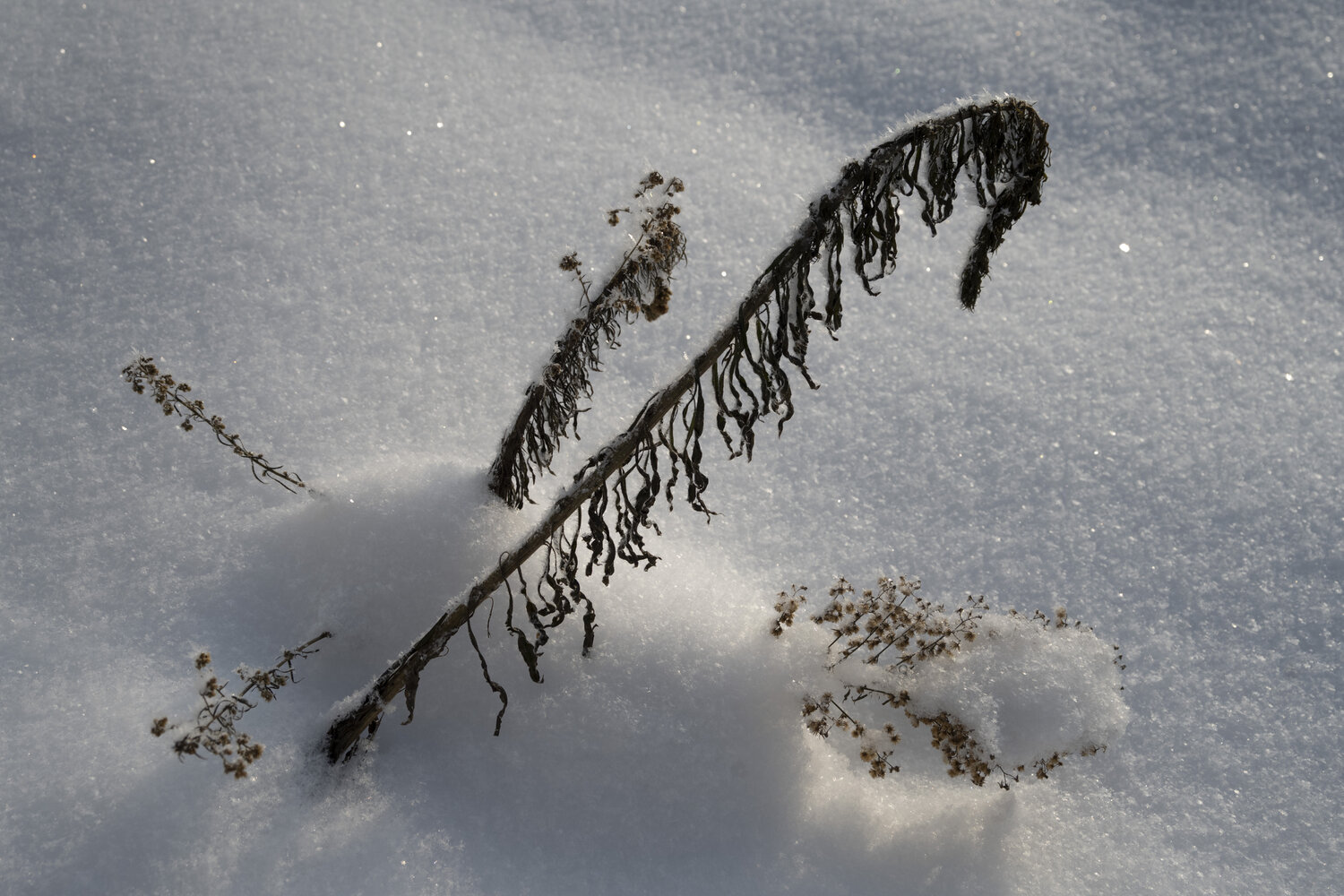 les plantes dans la neige Bogdan Lambert