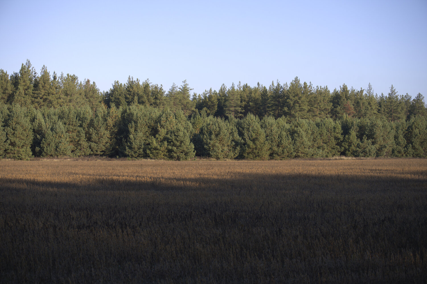 sunlit coniferous Bogdan Lambert