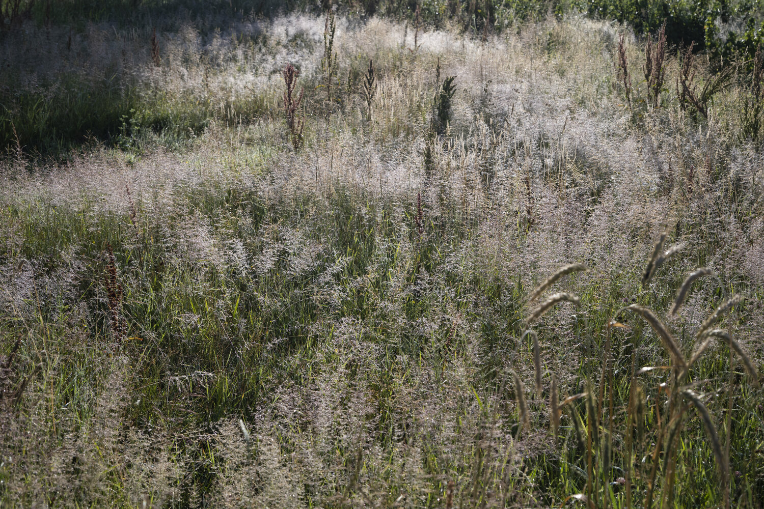 vegetation d'ete Bogdan Lambert
