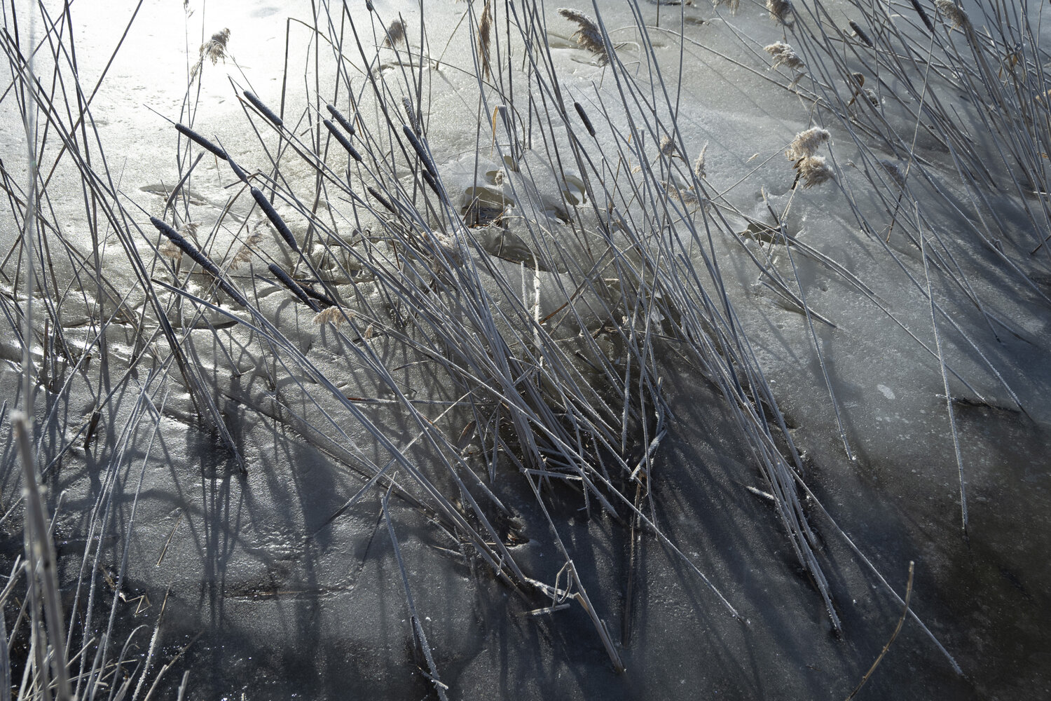 l'etang du printemps Bogdan Lambert