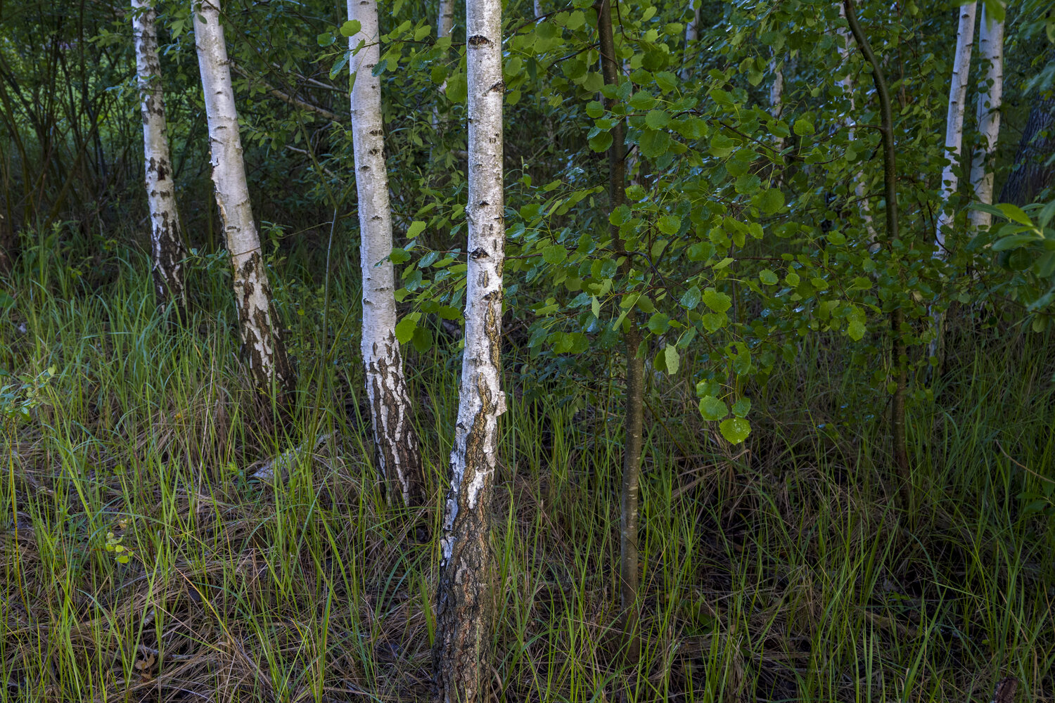 young birch trees Bogdan Lambert
