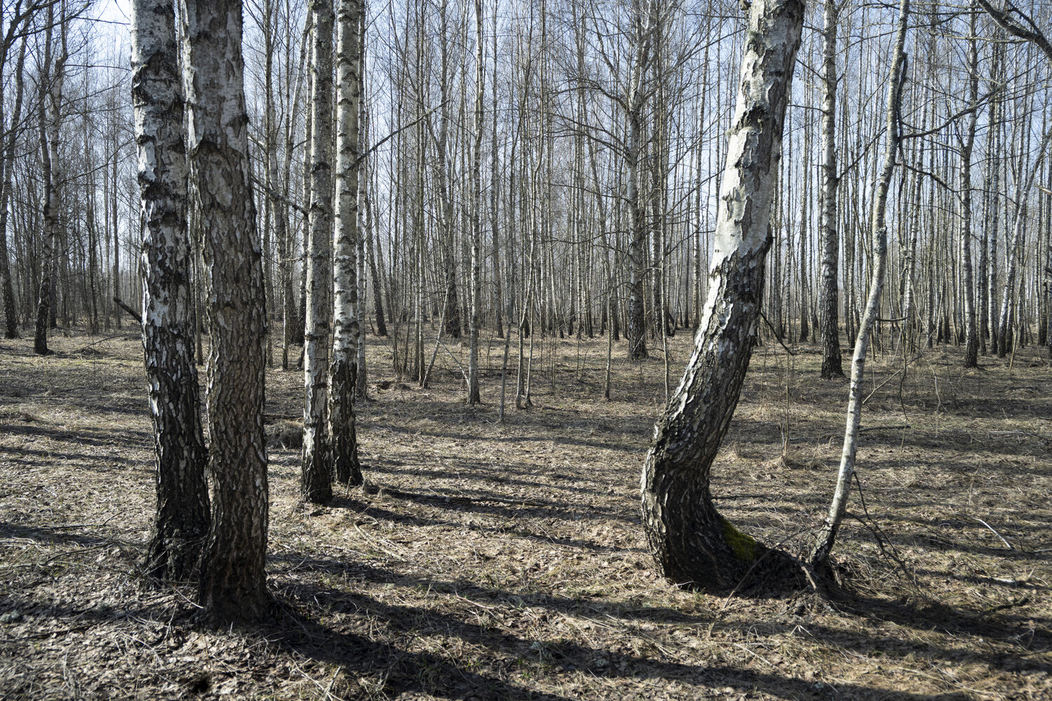 foret de mars Bogdan Lambert