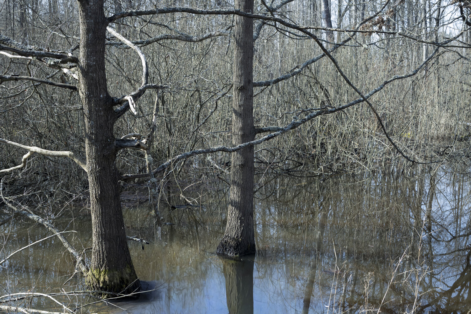 eaux de printemps dans la foret Bogdan Lambert
