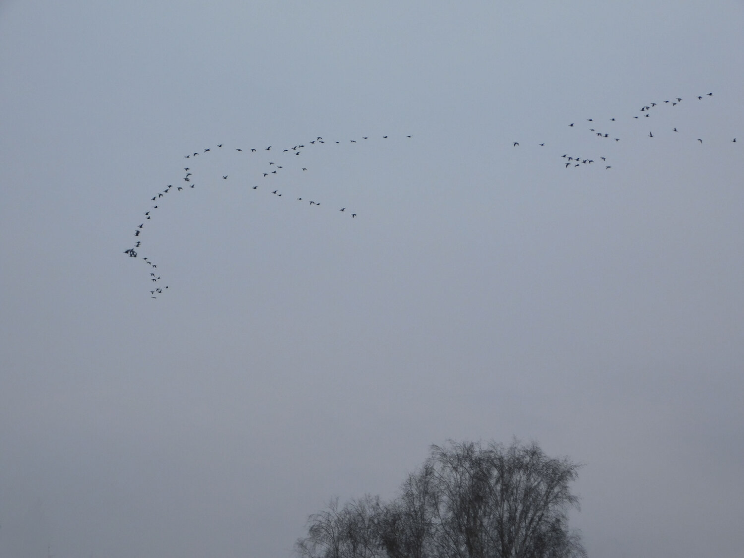 les oiseaux Bogdan Lambert