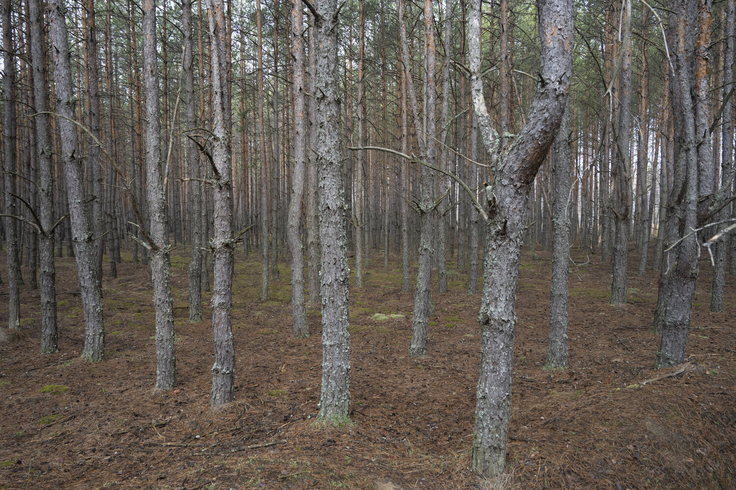 les pines Bogdan Lambert