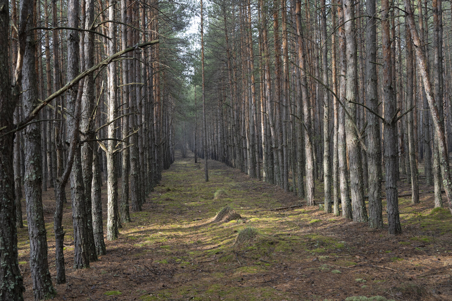 les pines 3 Bogdan Lambert