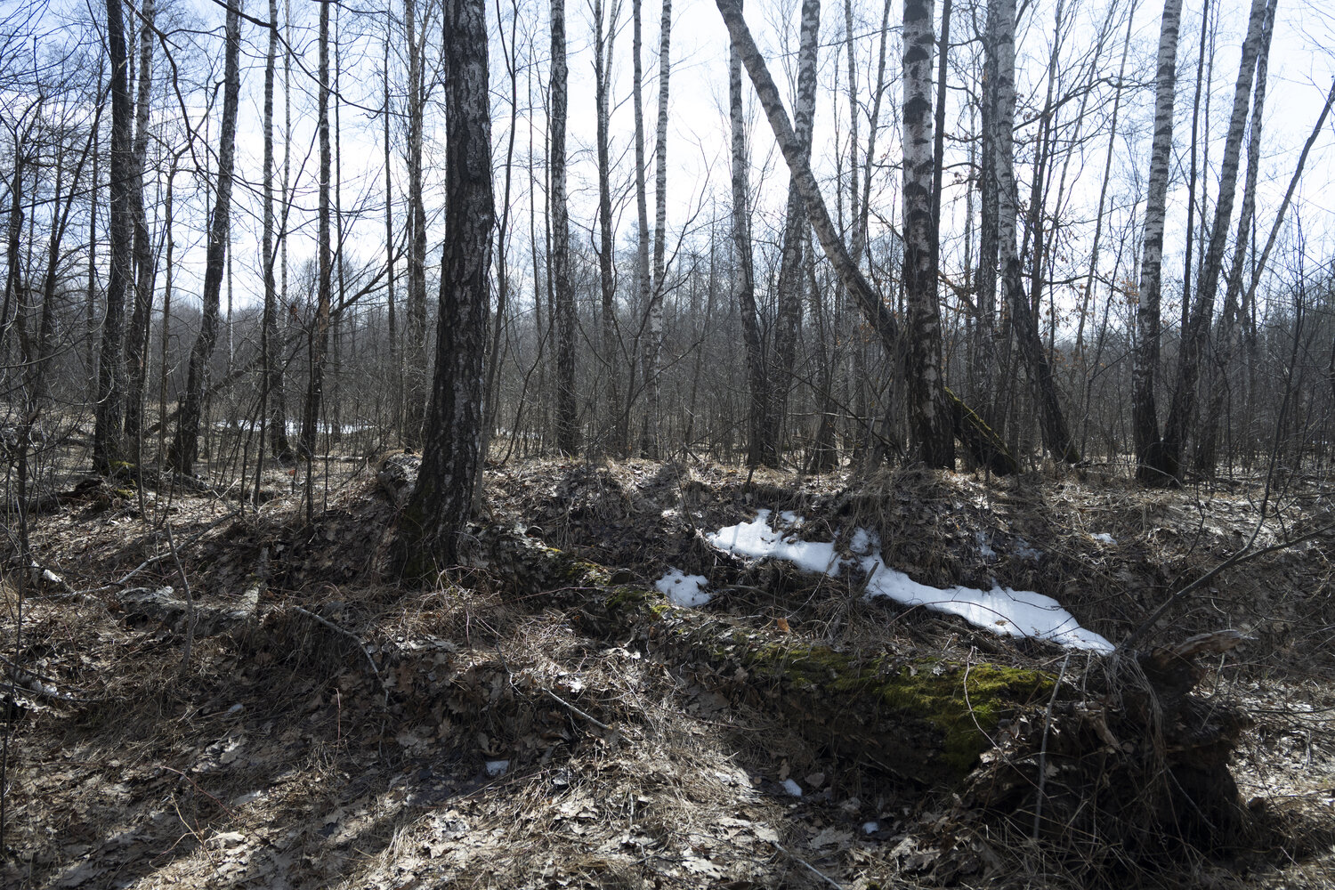 foret de bouleaux Bogdan Lambert