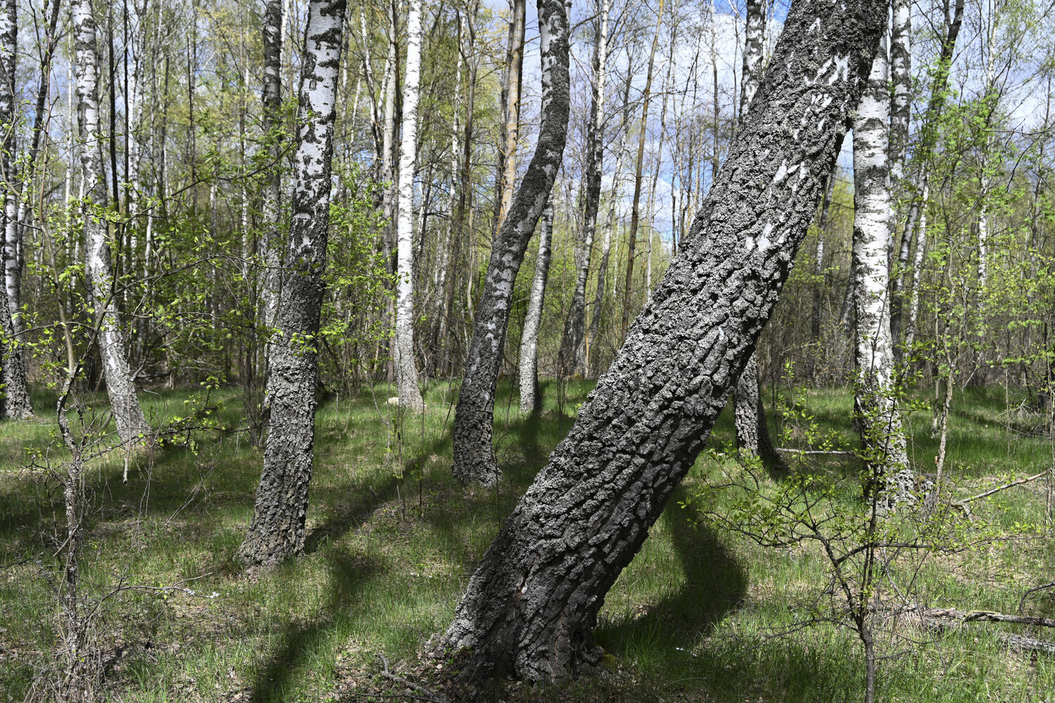 les bouleaux dans la foret de printemps Bogdan Lambert Fotografia in vendita