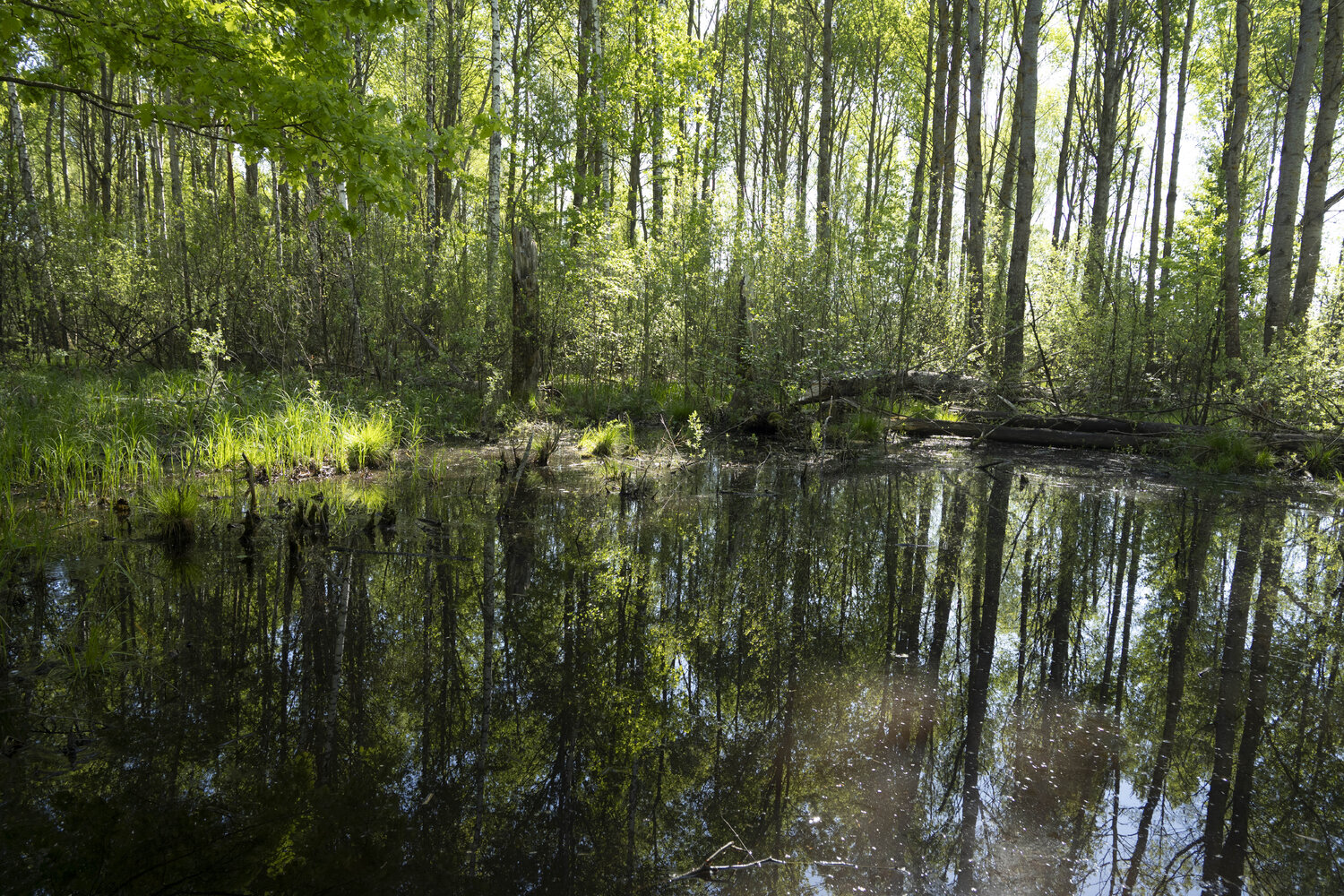 dans la foret Bogdan Lambert Fotografie zu verkaufen