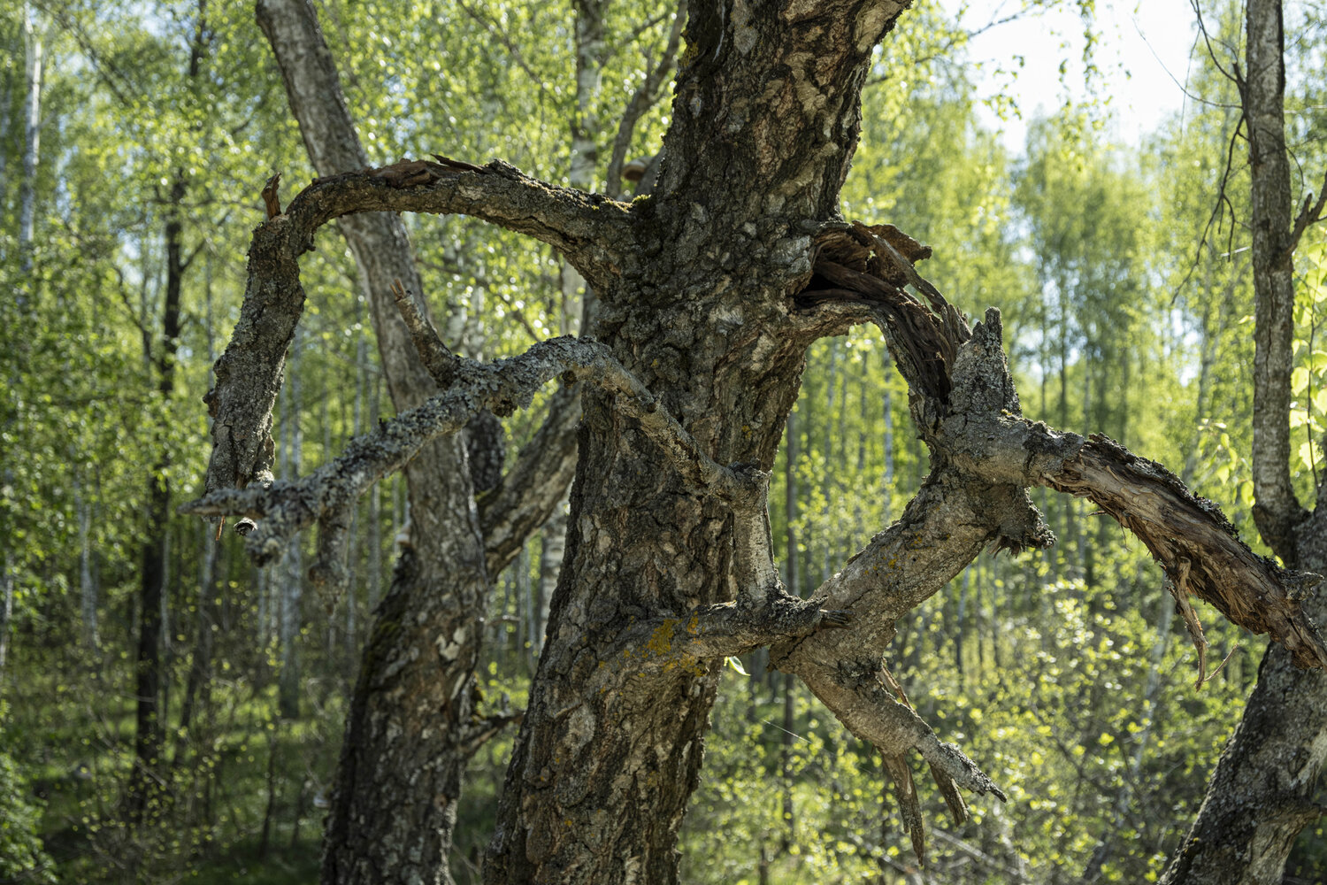 la branche 2 Bogdan Lambert Photographie à vendre