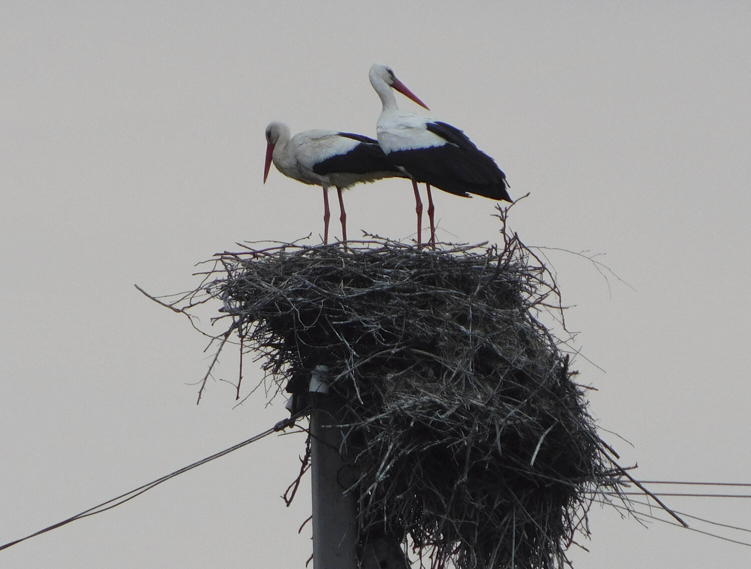 nestling birds Bogdan Lambert Fotografía en venta