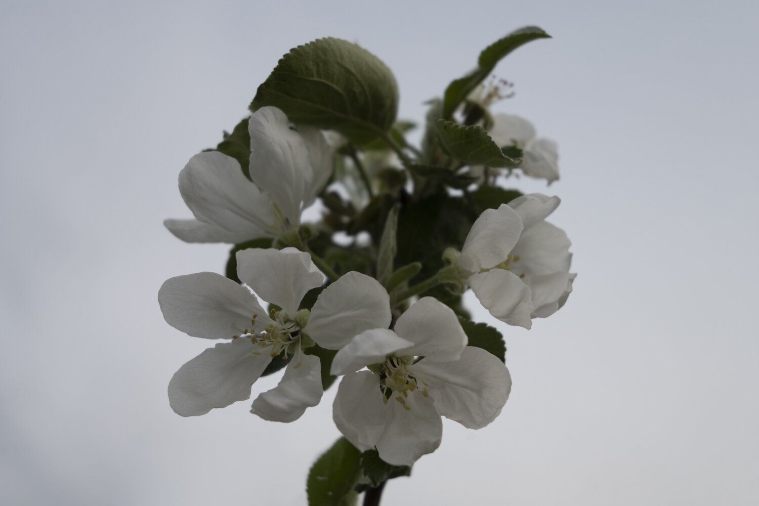 flowers of a tree Bogdan Lambert Fotografie te koop