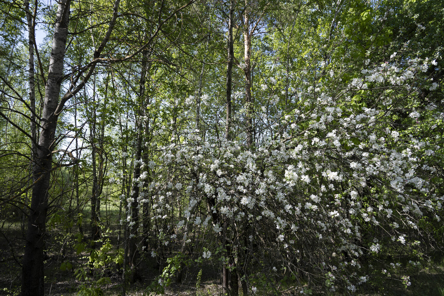 le printemps dans la foret Bogdan Lambert Fotografía en venta