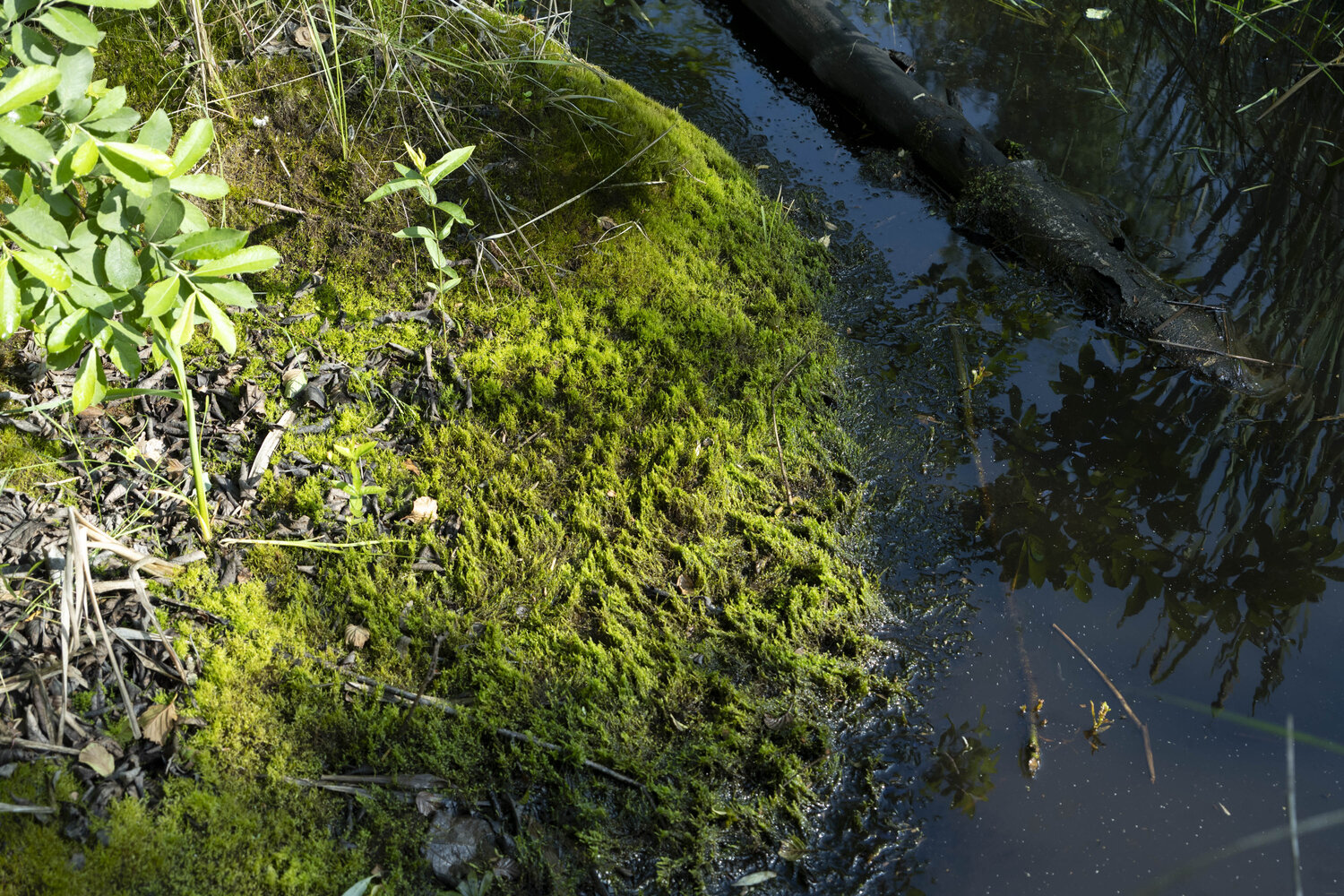 dans la foret 2 Bogdan Lambert Fotografía en venta