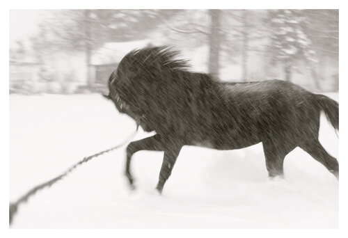 Dream,  Passage through the Anima_le, II. van Lea Jazbec, Fotografie te koop op Singulart