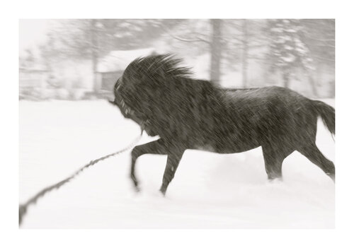 Dream,  Passage through the Anima_le, II. van Lea Jazbec, Fotografie te koop op Singulart