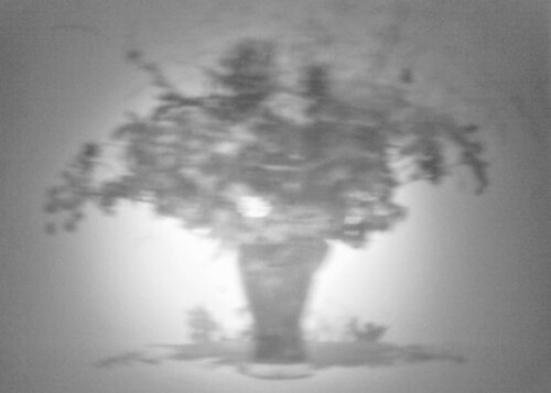 Flowers I., 2021 di Lea Jazbec, Fotografia in vendita su Singulart