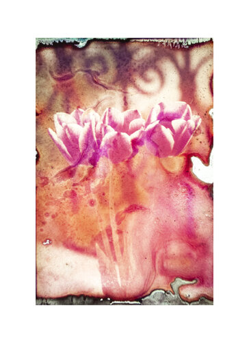 Tulips van Lea Jazbec, Fotografie te koop op Singulart