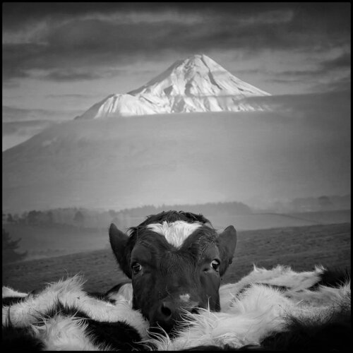 Cow with Mountain von John Crawford, Fotografie kaufen auf Singulart