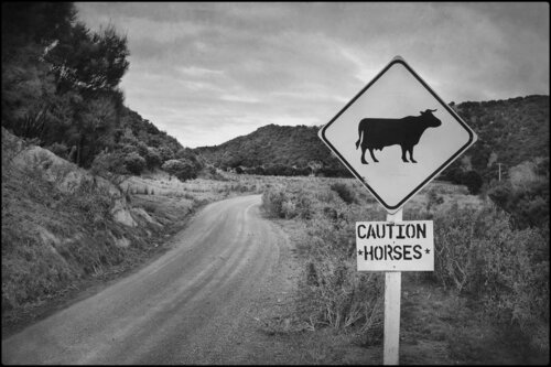 Caution horses di John Crawford, Fotografia in vendita su Singulart
