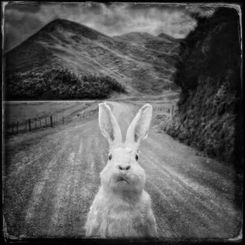 Rabbit on gravel raod John Crawford
