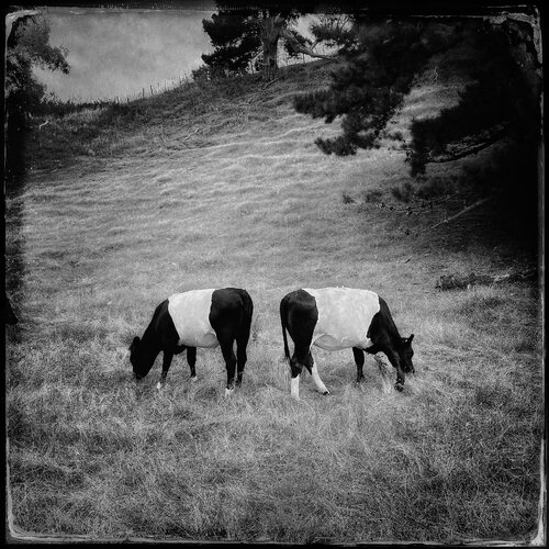 Ying and Yang #1 von John Crawford, Fotografie kaufen auf Singulart