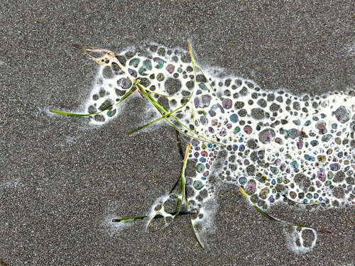 Appaloosa sea foam horse par John Crawford, Photographie en vente sur Singulart