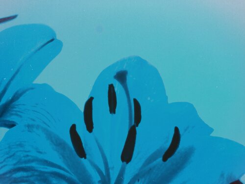 Core of the Blue Nucleus de Katalin Csillag, Fotografía a la venta en Singulart