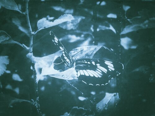 Gelatinous Stasis: Silverwing de Katalin Csillag, Fotografía a la venta en Singulart