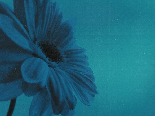 Turquoise Suspension: The Preserved Bloom von Katalin Csillag, Fotografie kaufen auf Singulart