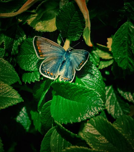 Silent Jewel by Katalin Csillag, 写真 for Sale on Singulart