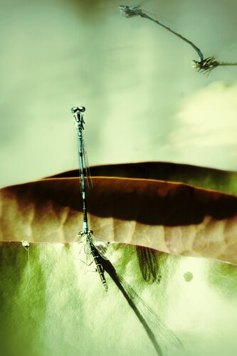 The Dragonfly Tango by Katalin Csillag, Photography for Sale on Singulart