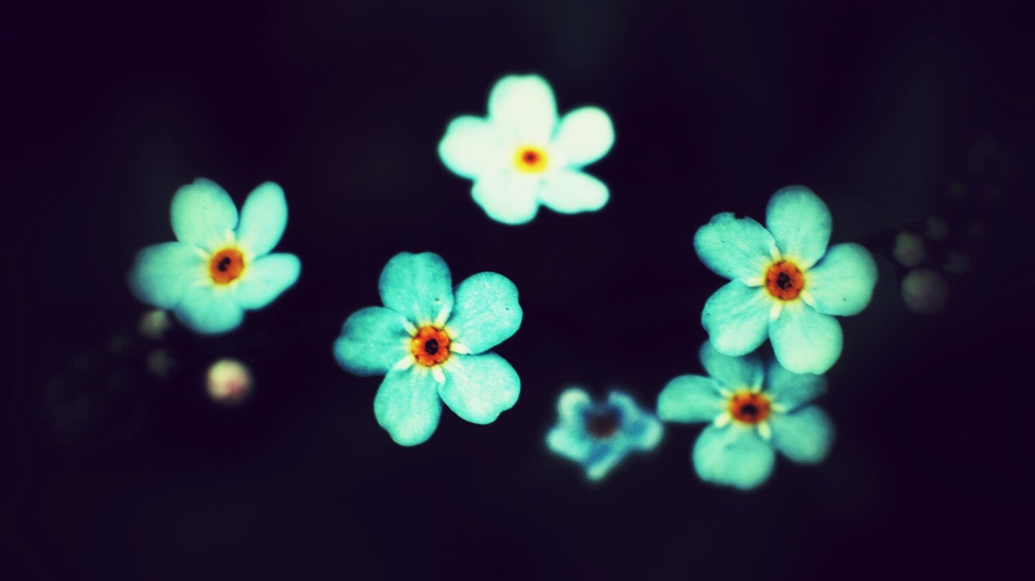 Bioluminescent Sparks Katalin Csillag