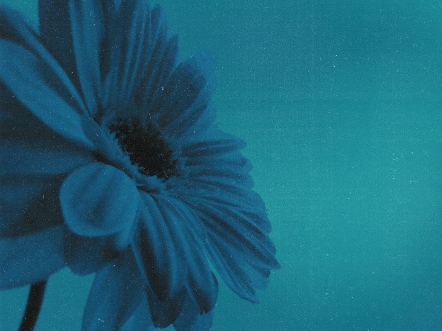 Turquoise Suspension: The Preserved Bloom Katalin Csillag