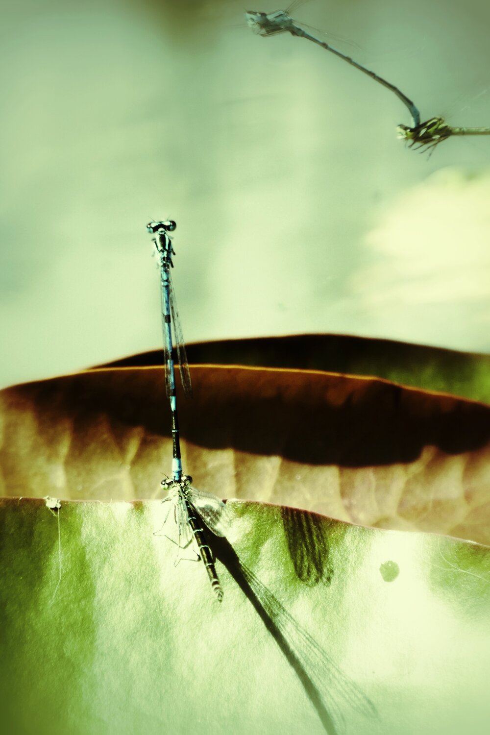 The Dragonfly Tango Katalin Csillag Photographie à vendre