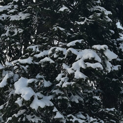 after snow de isha ralhan, Fotografía a la venta en Singulart