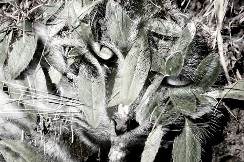 SPIRITS 04 by ROBERTO CAMI, Digital for Sale on Singulart