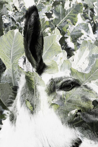 WAITING FOR THE HAPPY CREATURE 01 von ROBERTO CAMI, Digital kaufen auf Singulart