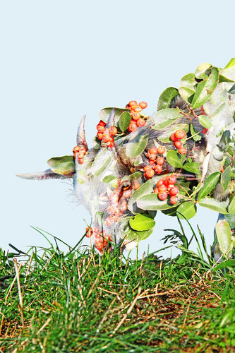 THE CAREFUL GUARDIAN OF NATURE 02 von ROBERTO CAMI, Digital kaufen auf Singulart