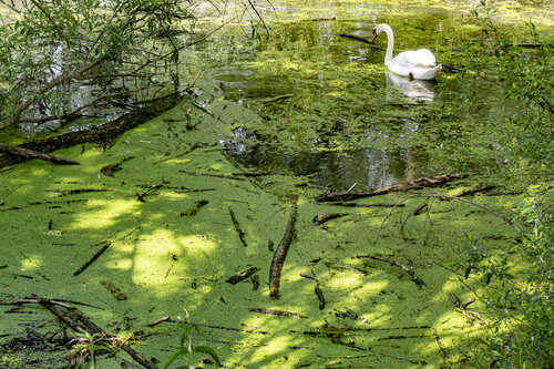 Ein Schwan in den stillen Rheinauen de Joe Kaiser, Fotografía a la venta en Singulart