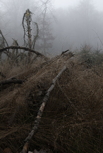 Herbstwald #3 de Joe Kaiser, Fotografía a la venta en Singulart
