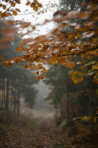 Herbstwald #4 di Joe Kaiser, Fotografia in vendita su Singulart