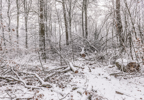 Winterwald #1 von Joe Kaiser, Fotografie kaufen auf Singulart