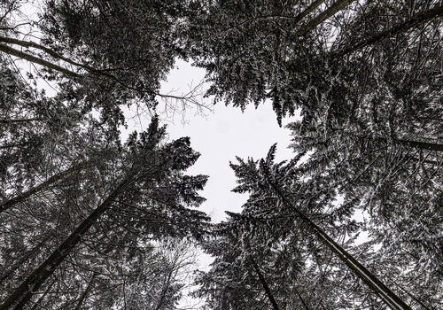 Winterwald #2 von Joe Kaiser, Fotografie kaufen auf Singulart